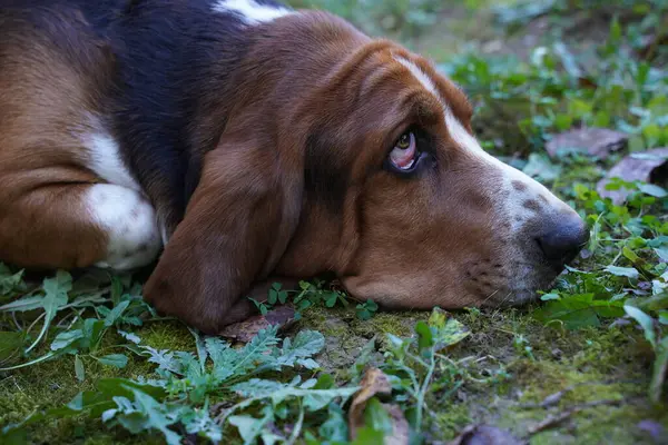 Basset Hound Dog Purebreed Dog Animal — Stock Photo, Image