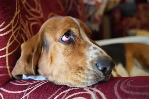 Basset Hound Dog Purebreed Dog Animal — Stock Photo, Image