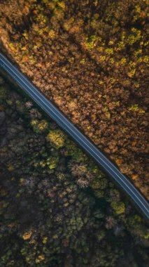 Sırbistan 'ın sonbahar günü Tresibaba Dağı' ndaki ağaçlar ve ormanlar boyunca seyahat ve tatil konsepti üzerinde tepeden tırnağa insansız hava aracı görüntüsü