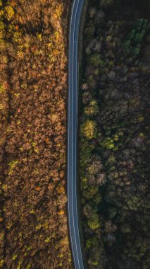 Sırbistan 'ın sonbahar günü Tresibaba Dağı' ndaki ağaçlar ve ormanlar boyunca seyahat ve tatil konsepti üzerinde tepeden tırnağa insansız hava aracı görüntüsü