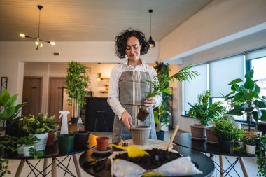 Yetişkin bir kadın, beyaz kadın bahçıvan ya da çiçekçi ev bahçesinde çiçek yetiştirip, saksıya uzay nakli yapıyor.