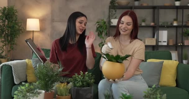 二人の女性 慎重な友人や姉妹は一緒に家の植物の世話をする花を植えます 本当の人々 家庭生活の家族の概念 — ストック動画