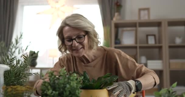 Satu Wanita Penjual Bunga Merawat Tumbuh Tanaman Rumah Gerak Lambat — Stok Video