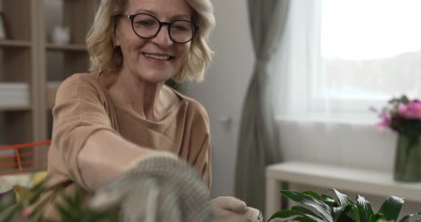 Uma Florista Mulher Cuidar Cultivar Plantas Casa Câmera Lenta — Vídeo de Stock