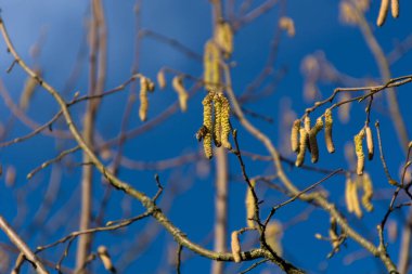 Mavi arka planda küçük fındık kabuğu tarlası. Resim bu çiçeklerin narin güzelliğini ve bolluğunu gösteriyor. Arı polen topluyor ve sahneye biraz hareket katıyor.