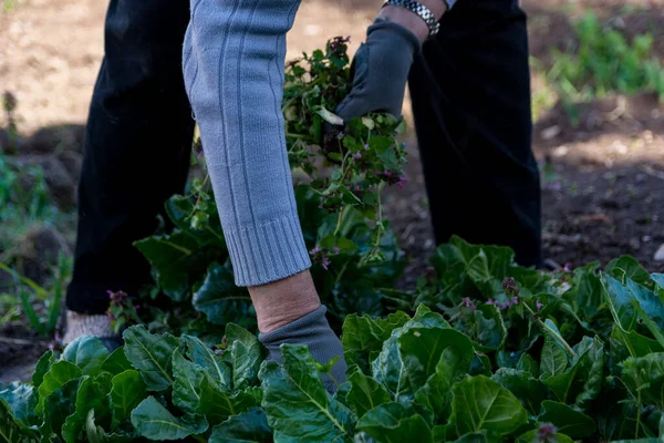 Close Womans Hands Weeding Swiss Chard Garden Sunny Spring Day — Stock Photo, Image