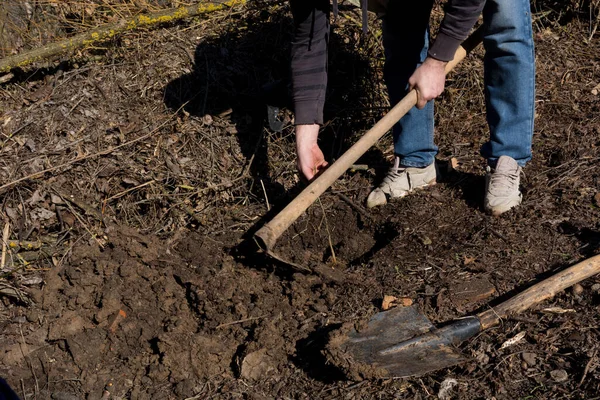 春天的早晨 一个男人在自家的院子里种了一棵小意地亚树 他把树放在一个用铲子挖的洞里 用锄头在周围堆土 — 图库照片