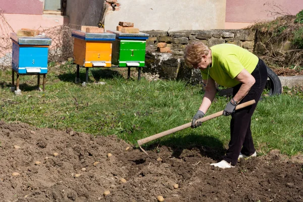 Uma Agricultora Está Plantando Batatas Seu Jardim Dia Primavera Ensolarado — Fotografia de Stock