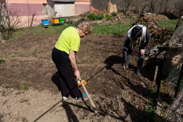 春天的一天 一个女人和一个男人正在花园里种洋葱 男人用工具在地上打洞 而女人用锄头割草 — 图库照片