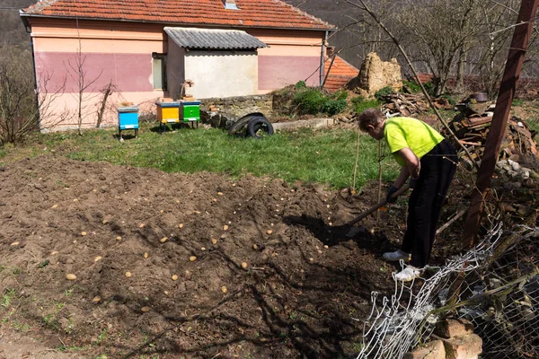 Uma Mulher Está Plantando Batatas Jardim Quintal Rural Dia Ensolarado — Fotografia de Stock