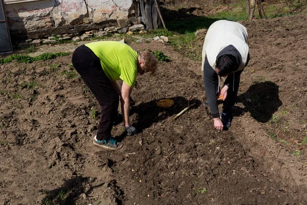 春天的一个阳光灿烂的日子 一位男女农民正在花园的床上种植洋葱 他们正在把种子植入先前在土壤上挖的洞中 — 图库照片