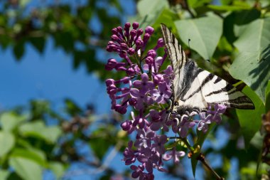 Siyah ve beyaz Kırlangıç Kelebeği güneşli bir bahar gününde bahçede leylak çiçeğinin üzerinde. Kelebeğin bilimsel adı Iphiclides podalirius 'dur.