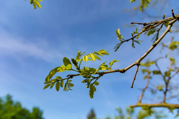 Young Branch Locust Tree Fresh Leaves Buds Verge Blossoming Spring — Stock Photo, Image