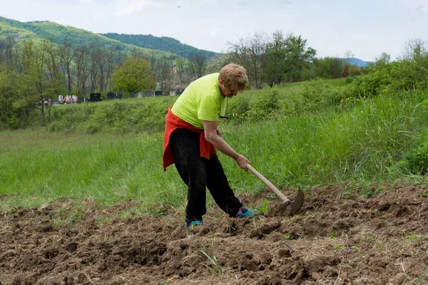 Woman Hoe Breaking Soil Creating Rows Holes Planting Potatoes Sunny — Stock Photo, Image