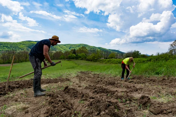 Farmer Woman Hoes Make Rows Field Prepare Holes Planting Potatoes — Stock Photo, Image