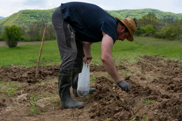 Fermier Plantează Cartofi Câmpul Său Scoate Semințele Cartofi Dintr Pungă — Fotografie, imagine de stoc
