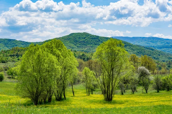 在大自然阳光明媚的春天 树木和草地上开满了黄花 背景是青山蓝天白云 自然背景概念 — 图库照片