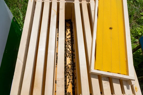 Odkryty Nowo Dodanymi Ramami Fundacją Roju Dadant Wiosnę Koncepcja Pszczelarstwa — Zdjęcie stockowe