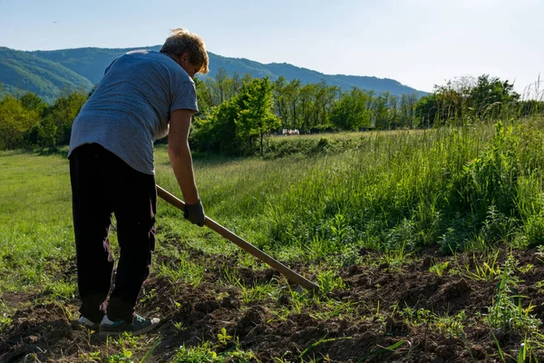 Kvindelig Landmand Luger Kartoffelmark Med Hakke Forårsdag Landet Landbrugsbegrebet - Stock-foto