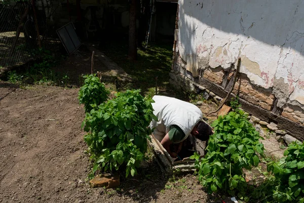 Homem Bueiro Conectando Uma Mangueira Água Para Irrigação Jardim Dia — Fotografia de Stock