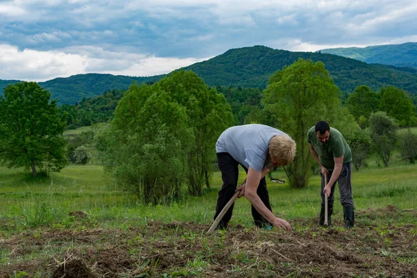 Woman Man Hoeing Field Removing Weeds Help Hoes Spring Day — Stock Photo, Image