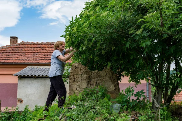家の裏の素朴で無視された裏庭でジュースを作るために木から白い高齢者の花を収穫する女性 — ストック写真