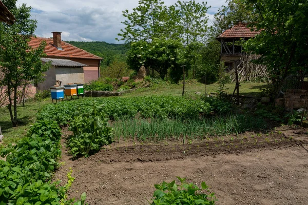 Bauerngarten Mit Jungem Gemüse Und Neu Gepflanzten Pflanzen Einem Sonnigen — Stockfoto