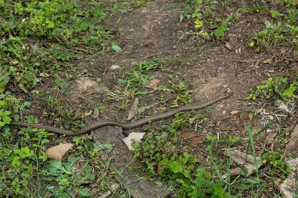 Uma Grande Cobra Lisa Adulta Deslizando Quintal Rural Desordenado Dia — Fotografia de Stock