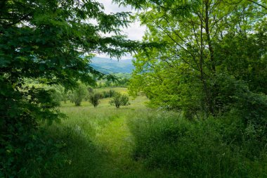 Güzel çayırların yoğun yapraklarının arasından ve çimlerin arasındaki dar bir yoldan doğada bir yaz günü.