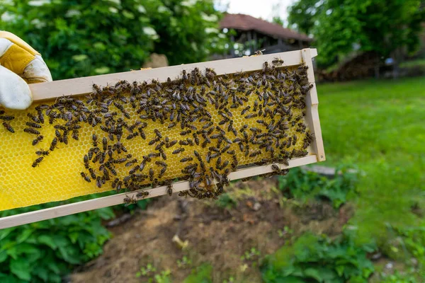 Newly Built Honeycomb Frame Being Filled Honey Young Bees Close — Stock Photo, Image