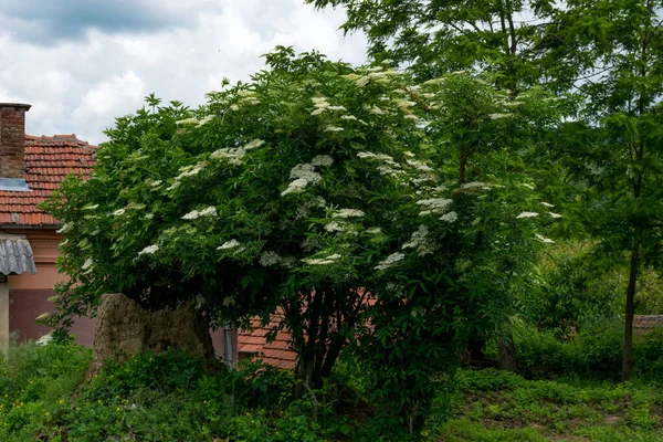 Captivating Elderberry Tree Full Bloom Serene Rural Scene Sunny Spring — Stock Photo, Image