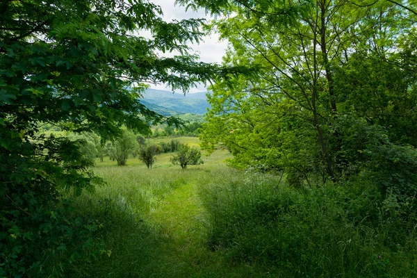 Blick Durch Dichtes Laub Auf Schöne Wiesen Und Einen Schmalen — Stockfoto
