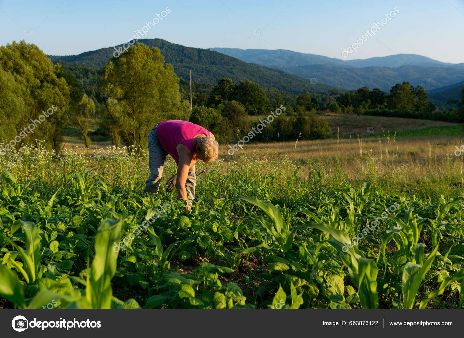 농부가 옥수수와 주변에 손으로 잡초를 뽑는다 아름다운 풍경은 목초지 특징으로 — 스톡 사진 © Ema88 #663876122, image size:1600x1167