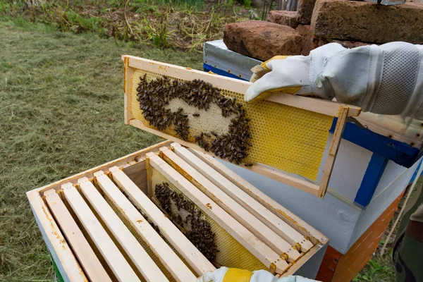 Beekeeper Gloved Hand Holds Frame Bees Capped Honey Open Hive — Stock Photo, Image