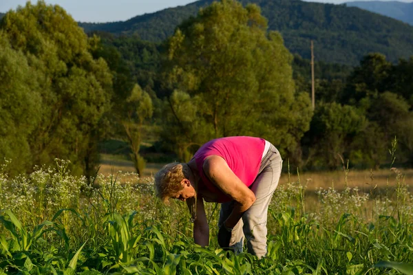 一位女农民勤勤恳恳地在自家农园的蚕豆和玉米茎周围撒草 今天是夏至日落的日子 体现了农业的理念 — 图库照片