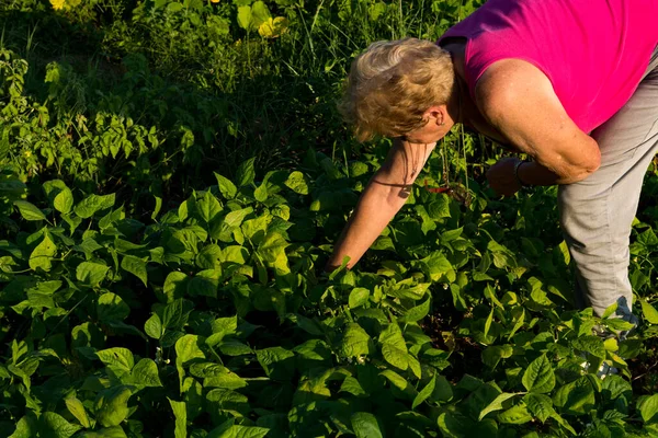 Woman Removes Weeds Young Bean Plants Her Garden Sunny Summer — Stock Photo, Image