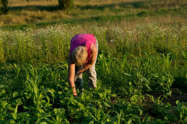 Rural Setting Female Farmer Diligently Weeds Young Bean Plants Her — Stock Photo, Image