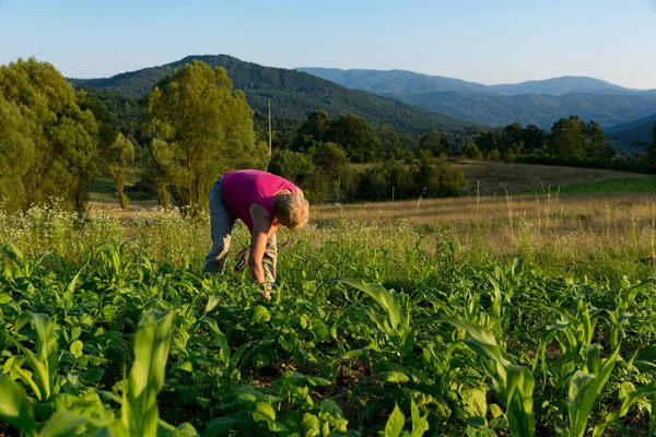 Woman Farmer Hand Pulls Weeds Young Corn Bean Stalks Sunny — Stock Photo, Image