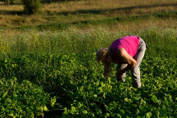 在阳光明媚的夏日黄昏时分 一位女农场主在自家花园里的豆苗旁 辛勤地牵着杂草 拥抱了农业的理念 — 图库照片