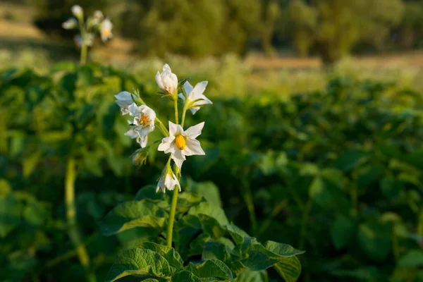 White Potato Flowers Field Summer Potatoes Sunny Day Close Shot — Stock Photo, Image
