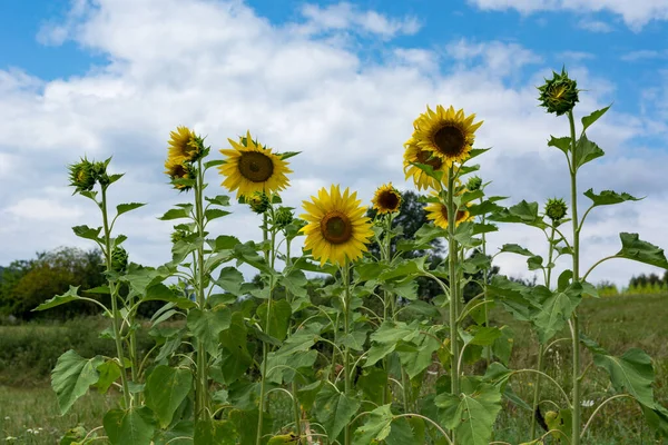 Young sunflowers in a meadow, some blooming, some budding. Blue sky with white fluffy clouds in the background. Natural and agricultural scene