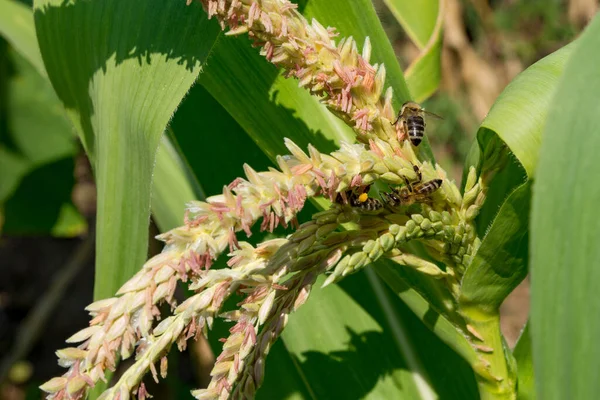 Three Diligent Bees Corn Tassels Gathering Pollen Pollination Closeup View — Stock Photo, Image