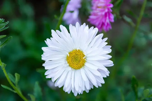 Beautiful Aster Flower White Petals Brimming Pollen Captured Summer Day — Stock Photo, Image