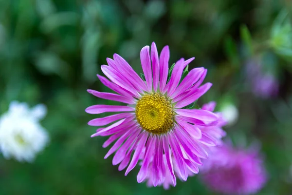 Gorgeous Purple Aster Flower Summer Garden Blurry Green Background Natural — Stock Photo, Image