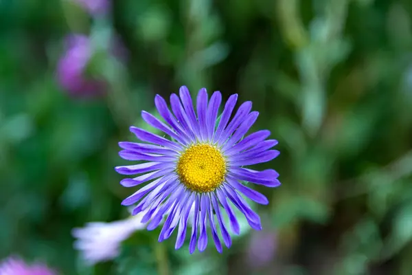 Close Aster Flower Blue Petals Prominent Yellow Center Filled Pollen — Stock Photo, Image