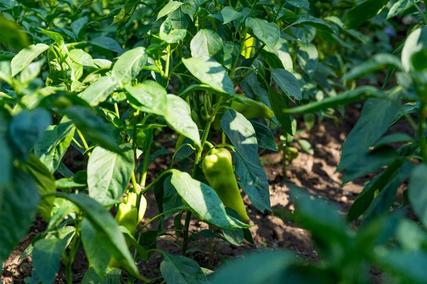 Young Pepper Plants Green Peppers Basking Summer Sun Garden Agricultural — Stock Photo, Image