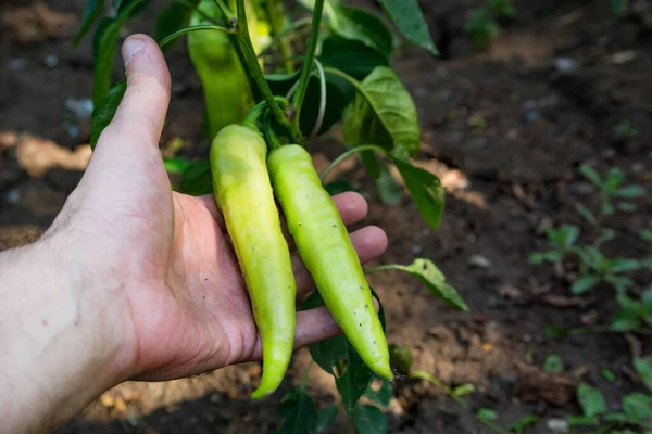 Male Hand Holds Two Young Green Peppers Hanging Pepper Plant — Stock Photo, Image