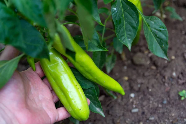 Male Hand Holding Young Green Pepper Fruits Hanging Plant Summer — Stock Photo, Image