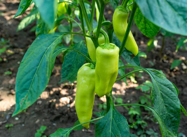 Close Pepper Plant Bearing Cluster Young Green Peppers Summer Day — Stock Photo, Image