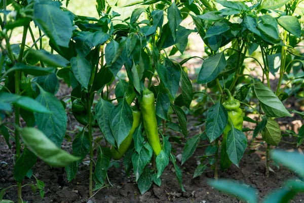 Close Row Young Pepper Plants Hanging Green Fruits Summer Garden — Stock Photo, Image